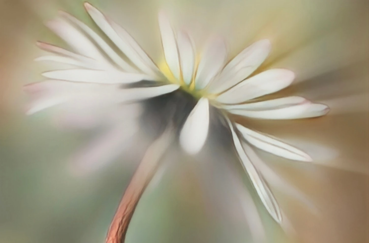 Gänseblümchen-Blumenbild