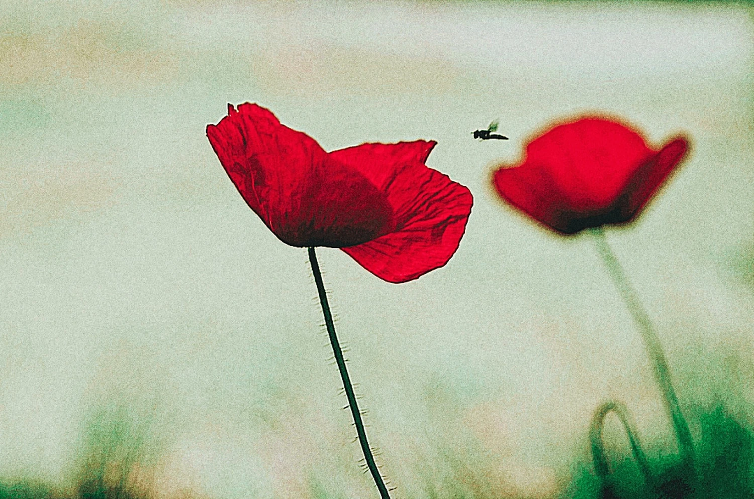 Bild einer roten Rose