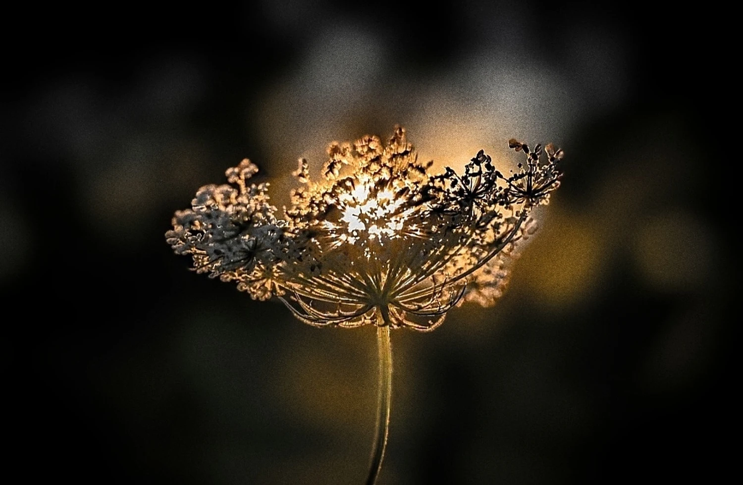 Licht in der Blumentöpfe