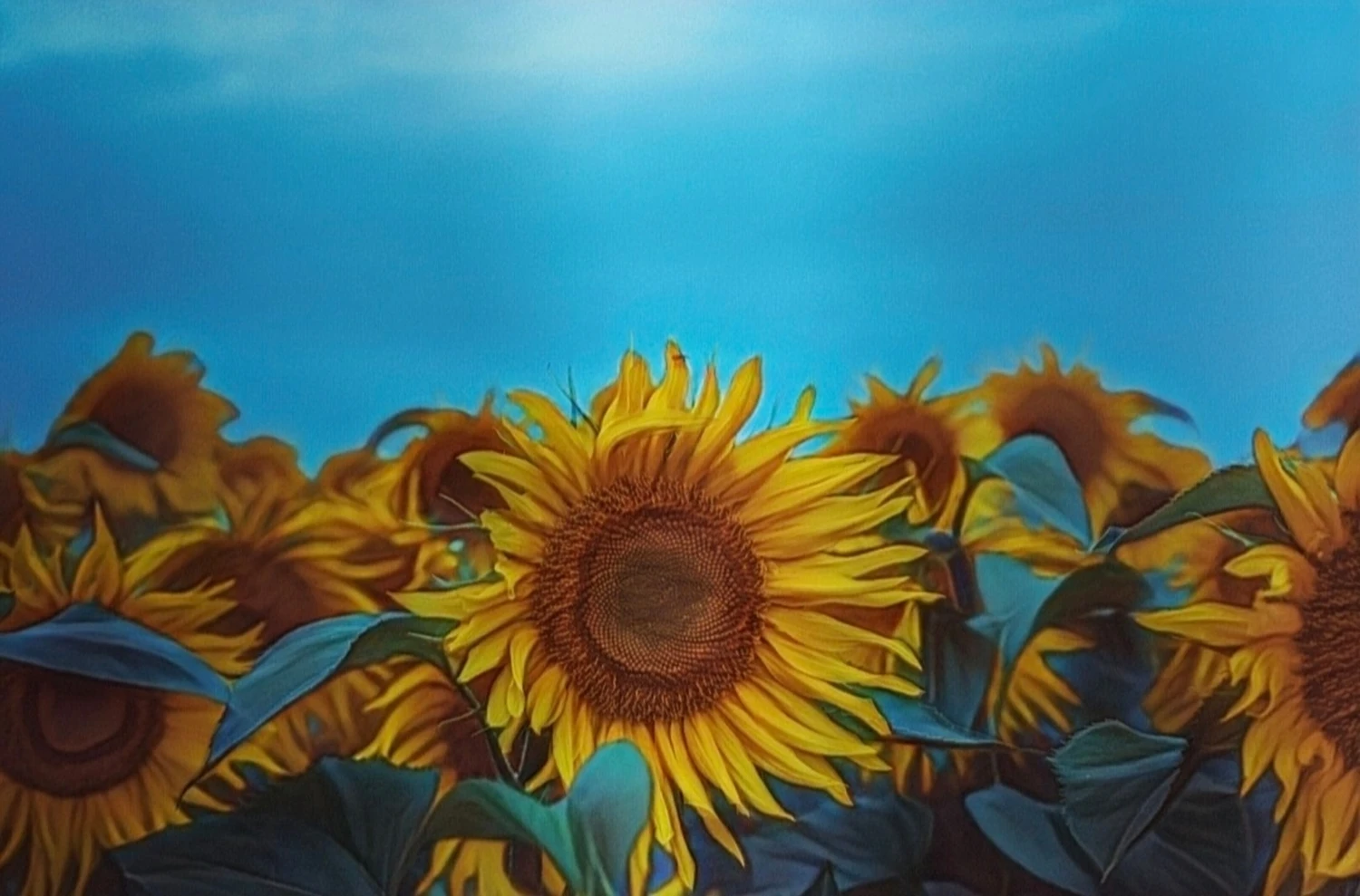 Sonnenblumenfotografie