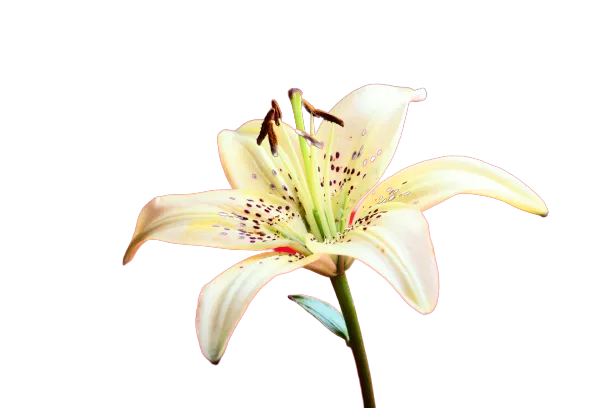 Blumenbild