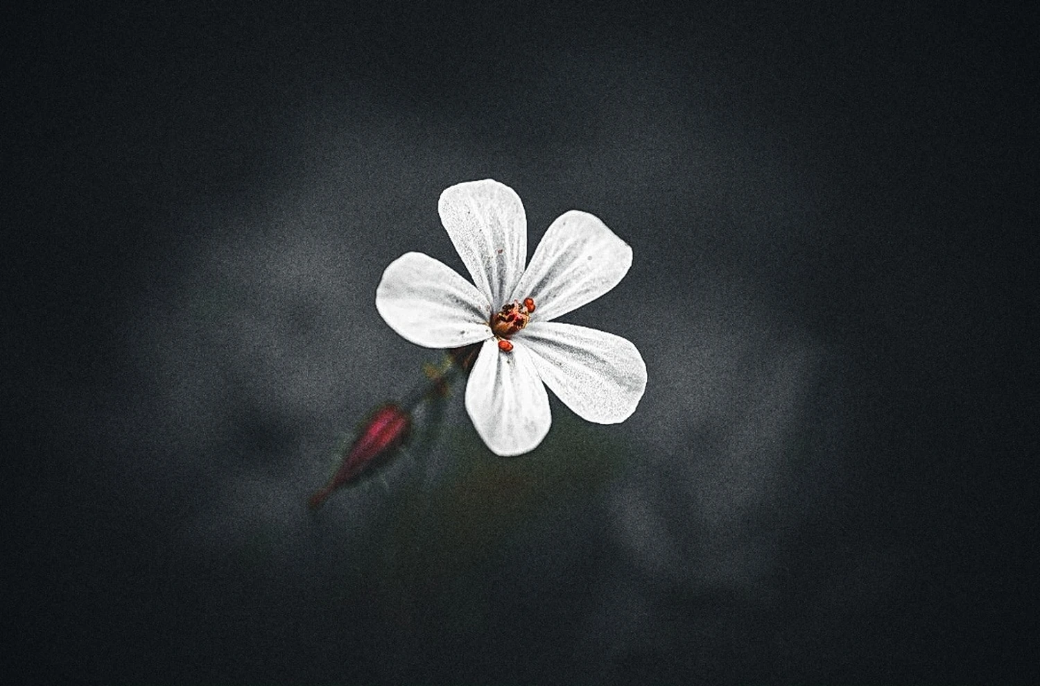 Gänseblümchen-Blumenbild